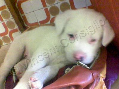 Photo - Awakening Puppy - Digital Camera