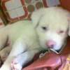 Awakening Puppy - Digital Camera Photography - By Vincent Consiglio, Animal Pics Photography Artist