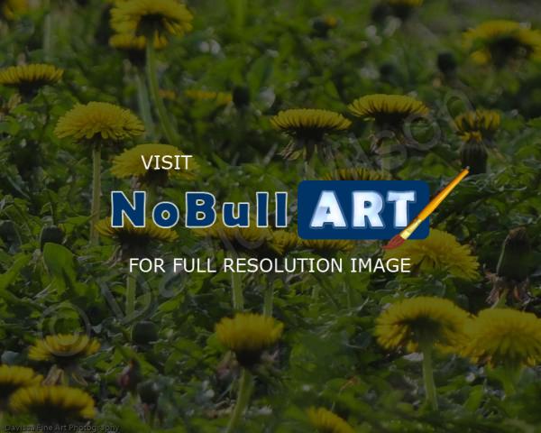 Nature - Daffodil Mountain - Digital
