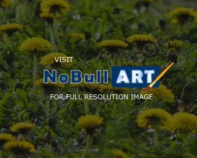 Nature - Daffodil Mountain - Digital
