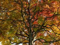 The Journey Tree - Digital Photography - By David Wilson, Nature Photography Artist