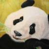 Panda - Pastel Paintings - By Irene Suprun, Realism Painting Artist