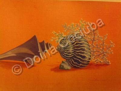 Still Life - Sea Shells - Watercolor