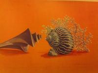 Sea Shells - Watercolor Paintings - By Doina Cociuba, Realism Painting Artist