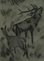 Harini--Deer - The Call - Charcoal On Handmade Paper
