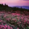 Roan Mountain Sunset I - Fuji Crystal Archive Photography - By Arnold  Pamela Gentilezza, Landscape Photography Artist