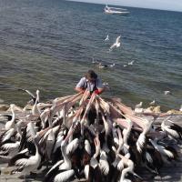 Photography - The Pelican Man - Full Gloss Print