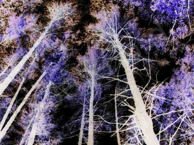 Abstract Surrealism - Reach For The Sky - Photography