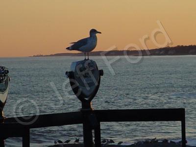 Nature - Standing Watch - Photography