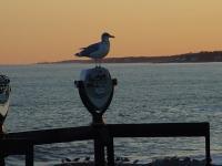 Standing Watch - Photography Photography - By Jeff Ford, Digital Photography Photography Artist