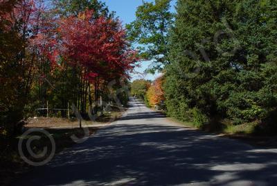 Nature - Autumn Road - Photography