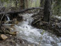 Water Wayz - Through The Woods - Digital