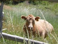 Restin On The Mountain - Digital Photography - By Jessica Peay, Nature Photography Photography Artist