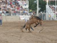 Bucked Off - Digital Photography - By Jessica Peay, Nature Photography Photography Artist