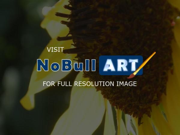 Sunrise Mountians - Sunflower - Digital