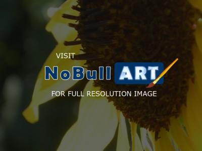 Sunrise Mountians - Sunflower - Digital