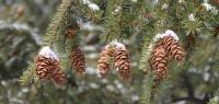 All In A Row - Digital Photography - By Jessica Peay, Nature Photography Photography Artist