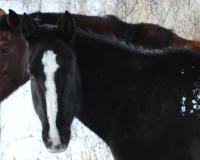 Look On The Snow - Digital Photography - By Jessica Peay, Nature Photography Photography Artist