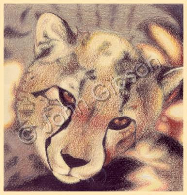 Color Pencil - Color Pencil 4 - Cheetah - Color Pencil