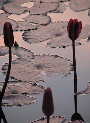 Natural Beauty - Sunset Lillies - Photography