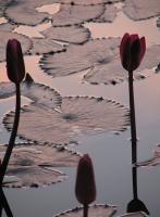 Natural Beauty - Sunset Lillies - Photography
