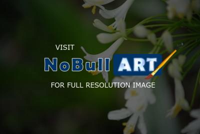 Natural Beauty - The June Wedding - Photography
