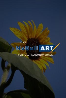 Natural Beauty - Facing The Sun - Photography