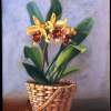 Orchids - Oil On Canvas Paintings - By Andres Ortega, Realistic Painting Artist