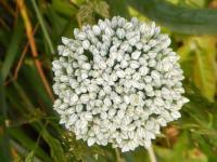 Top Of Flower - Digital Photography - By Lois Cannon, Nature Photography Artist