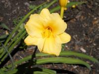 Yellow Flower - Digital Photography - By Lois Cannon, Nature Photography Artist