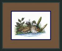 Wood Ducks Nesting - Pen  Ink W Water Colors Paintings - By Daren Tanner, Pen  Ink Painting Artist