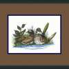 Wood Ducks Nesting - Pen  Ink W Water Colors Paintings - By Daren Tanner, Pen  Ink Painting Artist