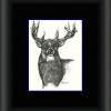 Buck Fever - Pen  Ink Drawings - By Daren Tanner, Pen  Ink Drawing Artist