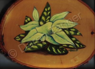 Wood Burning - Magnolia - Wood Burning
