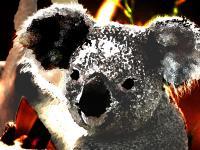 Dark Koala - Photoshop Photography - By Skyler Kerr, By Me Photography Artist