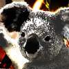 Dark Koala - Photoshop Photography - By Skyler Kerr, By Me Photography Artist