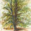 Plein Air Tree Study I - Watercolor Paintings - By Dana Chabino, Impressionism Painting Artist