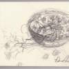 Quick Study Sketch For - Still Life With Grapes - Graphite Pencil Drawings - By Dana Chabino, Impressionism Drawing Artist