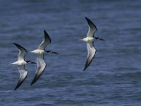 Flight - Digital Photography - By Robert Op Parrish, Nature Photography Artist