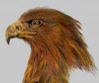 Golden Eagle - Colored Pencil Drawings - By Renee Hewitt, Naturalistic Drawing Artist