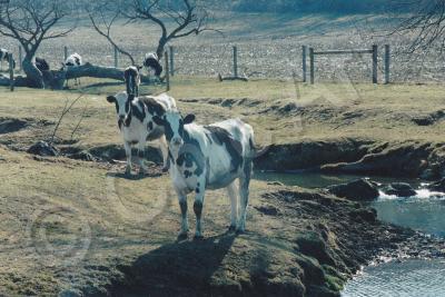 Nature And Landscape - Curious Bovine - Digital Photography