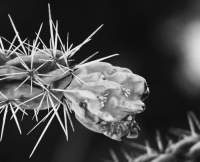Electric Cholla - Dlsr Photography - By Krys Nystrom, Black  White Photography Artist