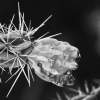 Electric Cholla - Dlsr Photography - By Krys Nystrom, Black  White Photography Artist