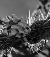 Electric Cholla 2 - Dlsr Photography - By Krys Nystrom, Black  White Photography Artist