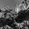 Electric Cholla 2 - Dlsr Photography - By Krys Nystrom, Black  White Photography Artist