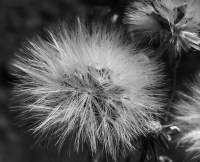 Puff - Dlsr Photography - By Krys Nystrom, Black  White Photography Artist