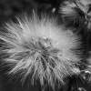 Puff - Dlsr Photography - By Krys Nystrom, Black  White Photography Artist