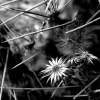 Remnant - Dlsr Photography - By Krys Nystrom, Black  White Photography Artist