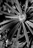 Blackandwhite - Flower - Dlsr