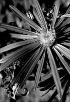 Blackandwhite - Flower - Dlsr